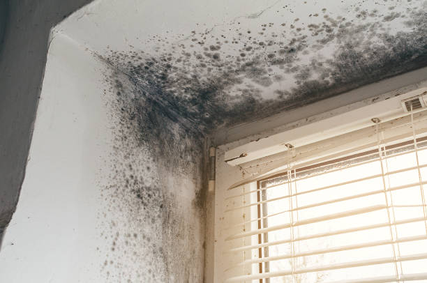 Affordable Mold Removal solutions in Julian, PA
