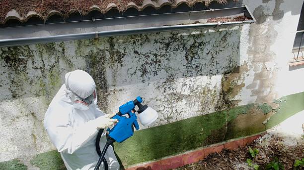 Top rated local Mold Removal specialists in Julian, PA